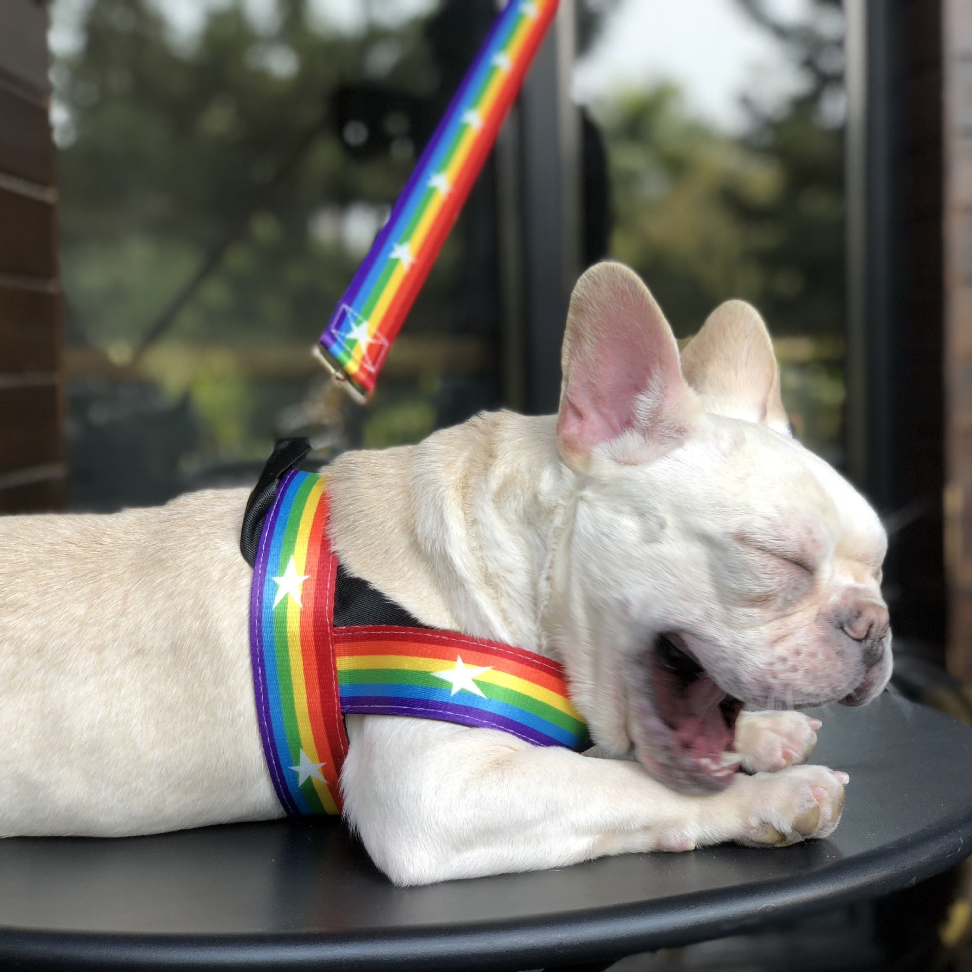 Rainbow cool dog chain dog leash - 𝓢𝓱𝓸𝓹𝓵𝓮𝓬𝔂