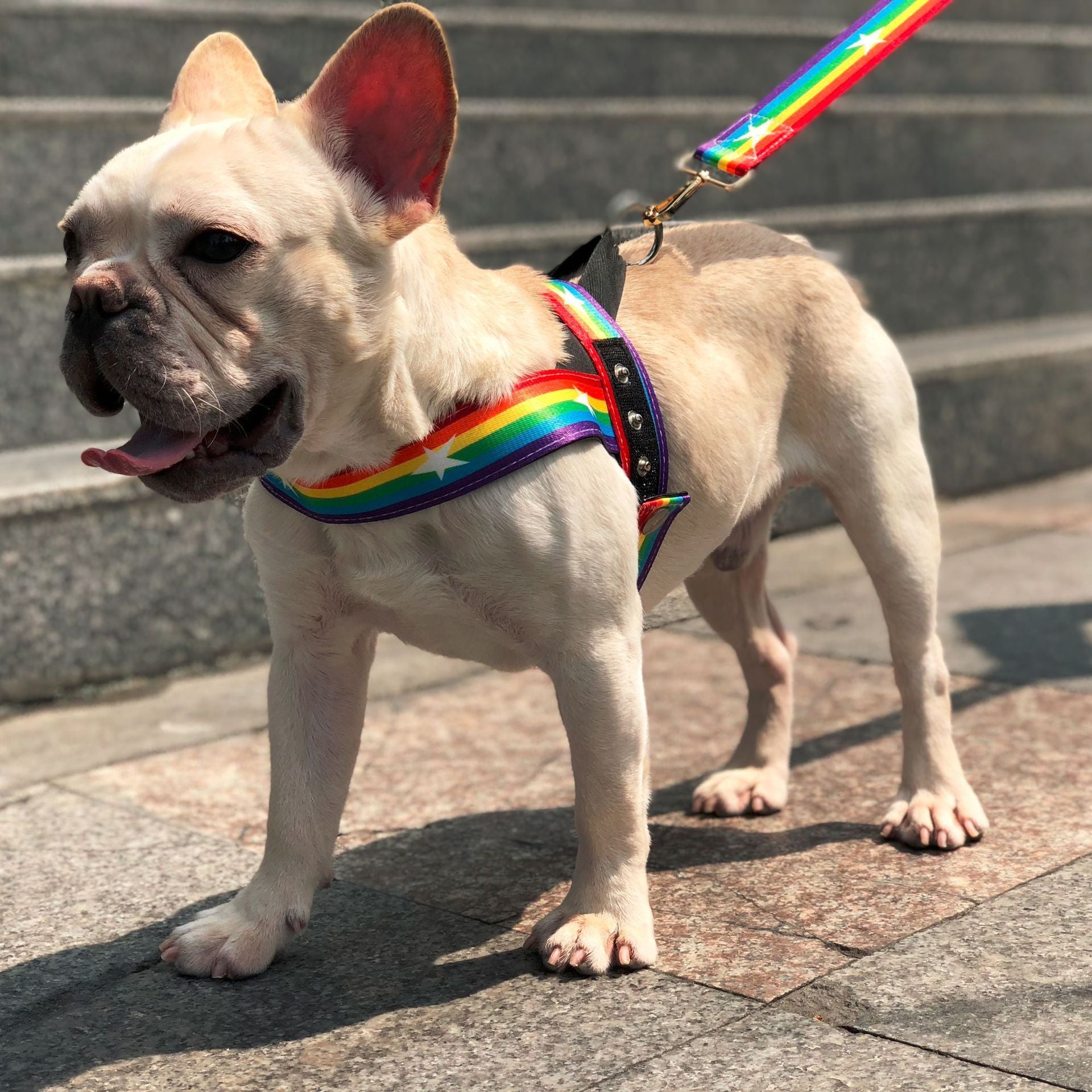 Rainbow cool dog chain dog leash - 𝓢𝓱𝓸𝓹𝓵𝓮𝓬𝔂