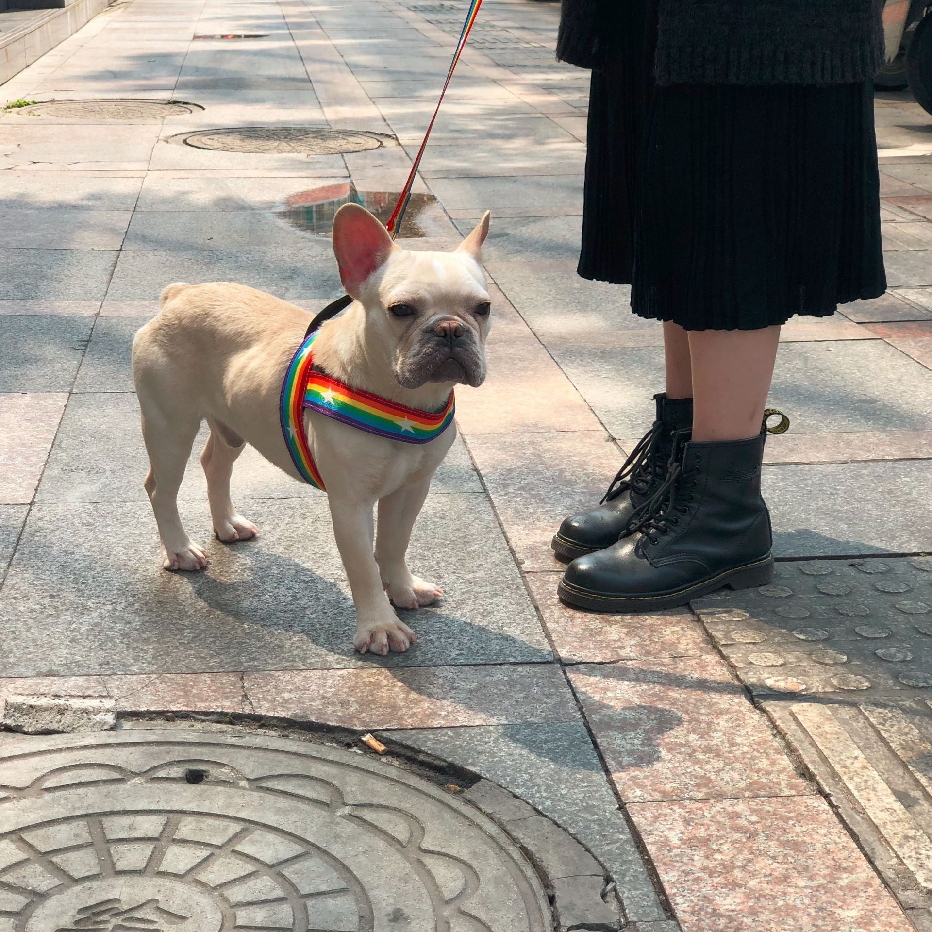 Rainbow cool dog chain dog leash - 𝓢𝓱𝓸𝓹𝓵𝓮𝓬𝔂