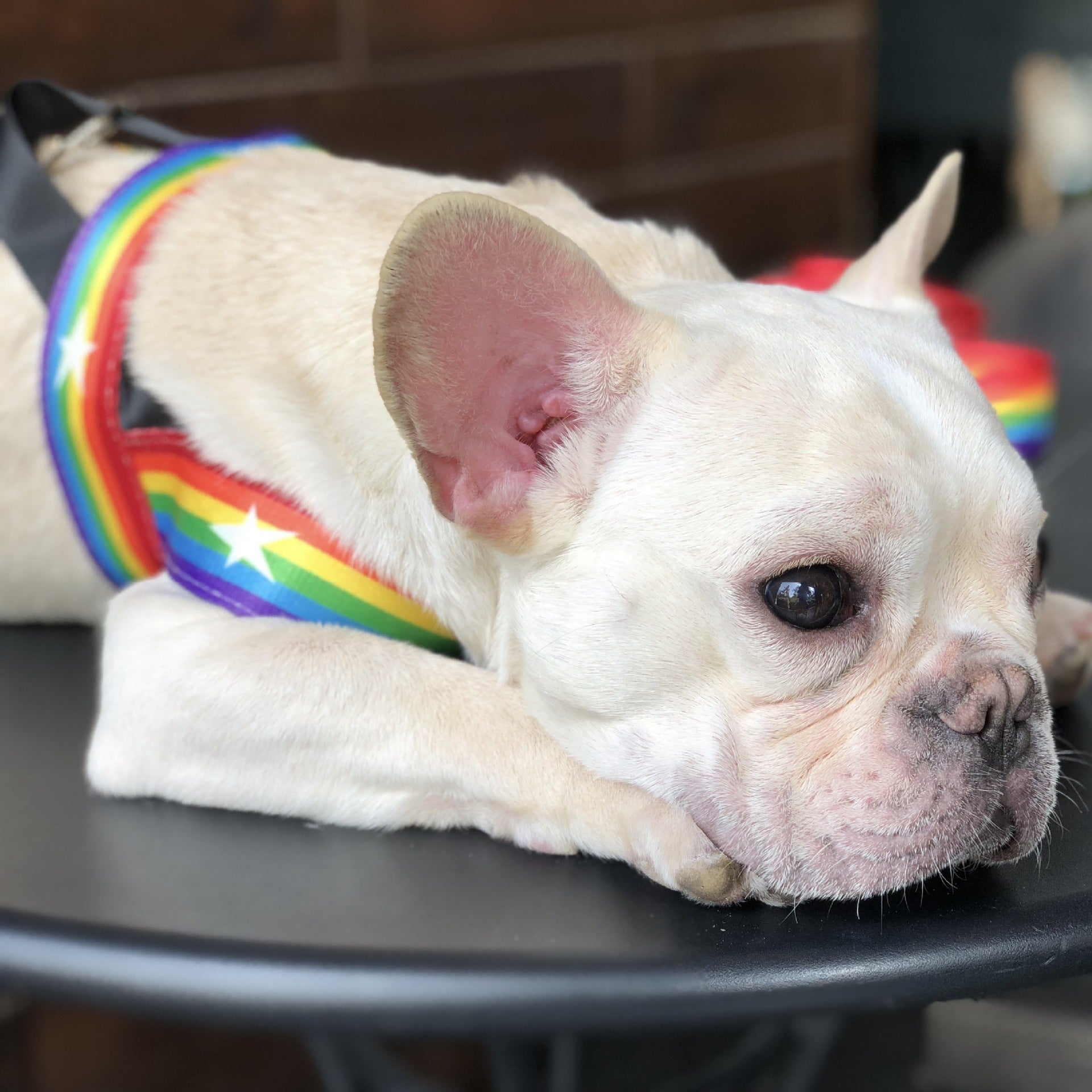Rainbow cool dog chain dog leash - 𝓢𝓱𝓸𝓹𝓵𝓮𝓬𝔂