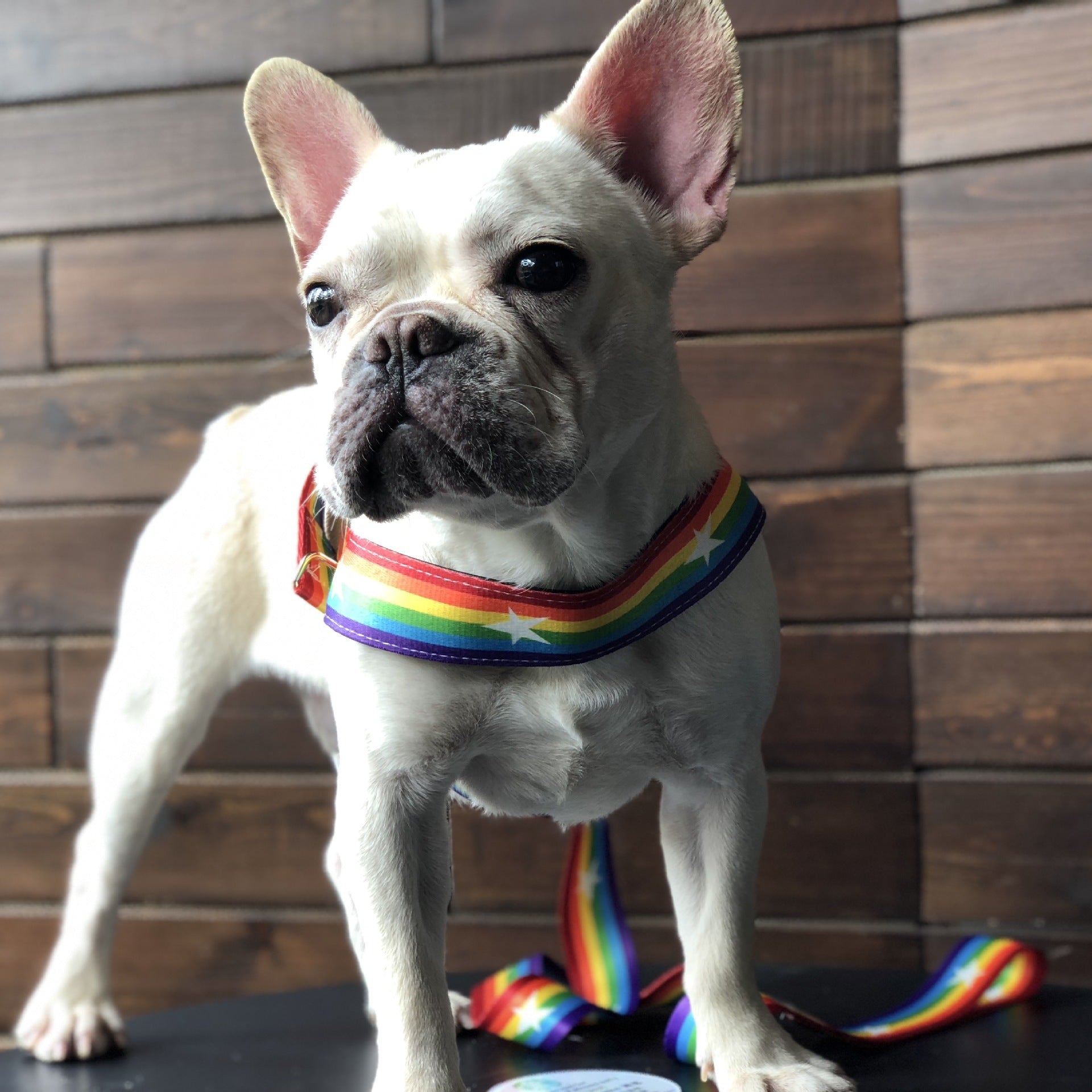 Rainbow cool dog chain dog leash - 𝓢𝓱𝓸𝓹𝓵𝓮𝓬𝔂