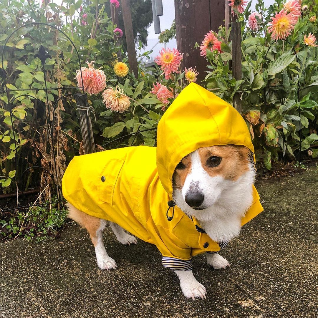 Dog Raincoat Pet Clothes Dog Clothes Rain Water - 𝓢𝓱𝓸𝓹𝓵𝓮𝓬𝔂