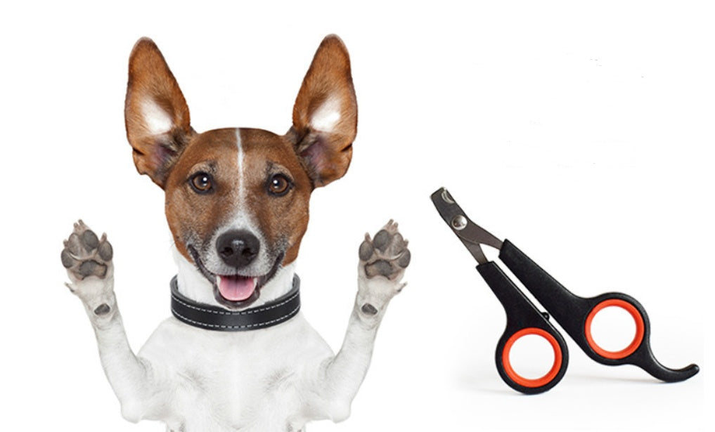 Dog Nail Clipper Pet Nail Scissors - 𝓢𝓱𝓸𝓹𝓵𝓮𝓬𝔂