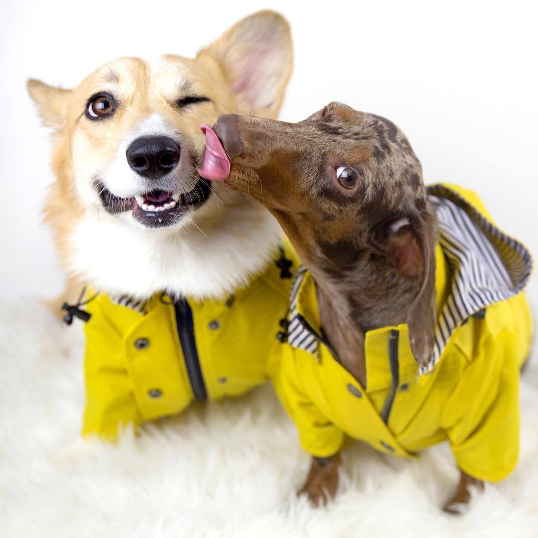 Dog Raincoat Pet Clothes Dog Clothes Rain Water - 𝓢𝓱𝓸𝓹𝓵𝓮𝓬𝔂