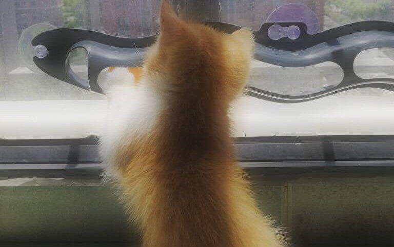 Windowsill Pets Toy Cat Track Ball Pet Products - 𝓢𝓱𝓸𝓹𝓵𝓮𝓬𝔂