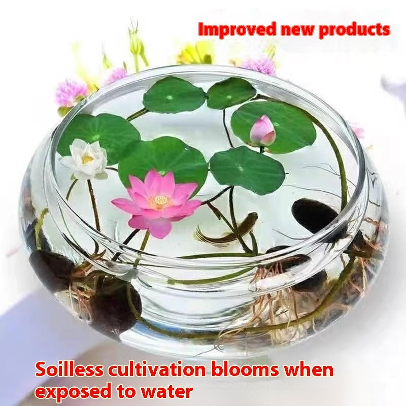 Bowl Lotus Lotus Seed Fish Tank Hydroponic Plant Indoor Hydroponic - 𝓢𝓱𝓸𝓹𝓵𝓮𝓬𝔂