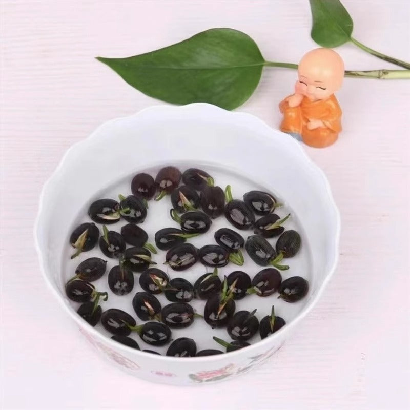 Bowl Lotus Lotus Seed Fish Tank Hydroponic Plant Indoor Hydroponic - 𝓢𝓱𝓸𝓹𝓵𝓮𝓬𝔂