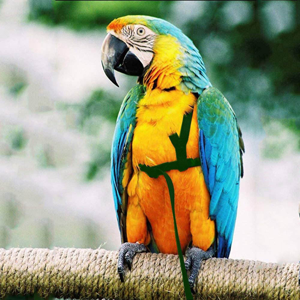 Parrot Flying With Flying Rope And Bird Harness - 𝓢𝓱𝓸𝓹𝓵𝓮𝓬𝔂