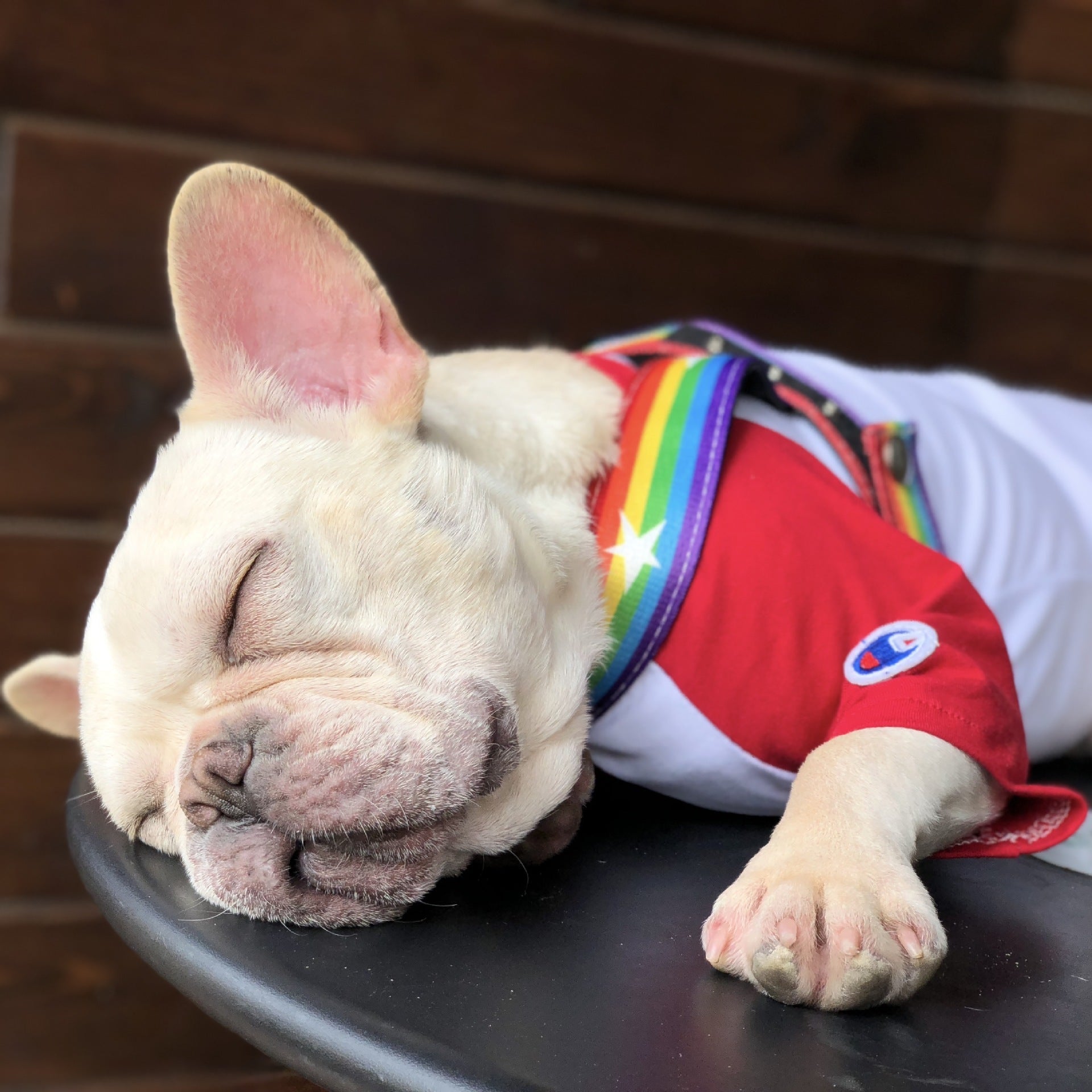 Rainbow cool dog chain dog leash - 𝓢𝓱𝓸𝓹𝓵𝓮𝓬𝔂