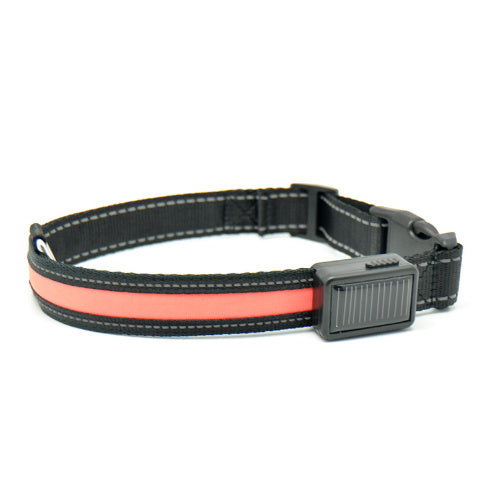 Fluorescent dog collar - 𝓢𝓱𝓸𝓹𝓵𝓮𝓬𝔂