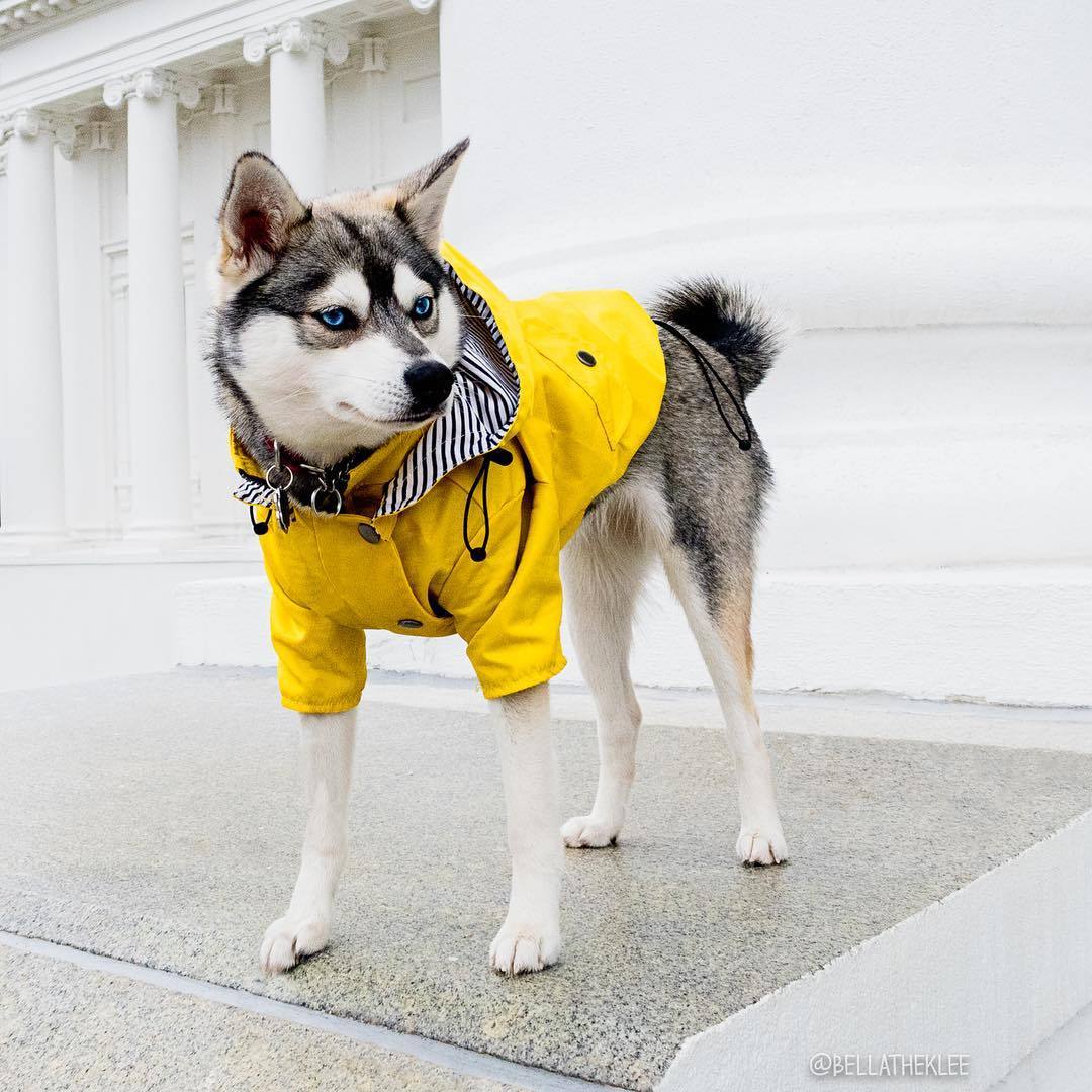 Dog Raincoat Pet Clothes Dog Clothes Rain Water - 𝓢𝓱𝓸𝓹𝓵𝓮𝓬𝔂