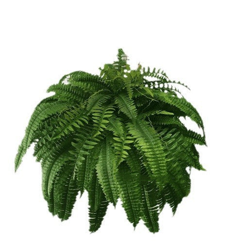 Artificial Fern Flower Arrangement Green Plant Plastic Crafts - 𝓢𝓱𝓸𝓹𝓵𝓮𝓬𝔂