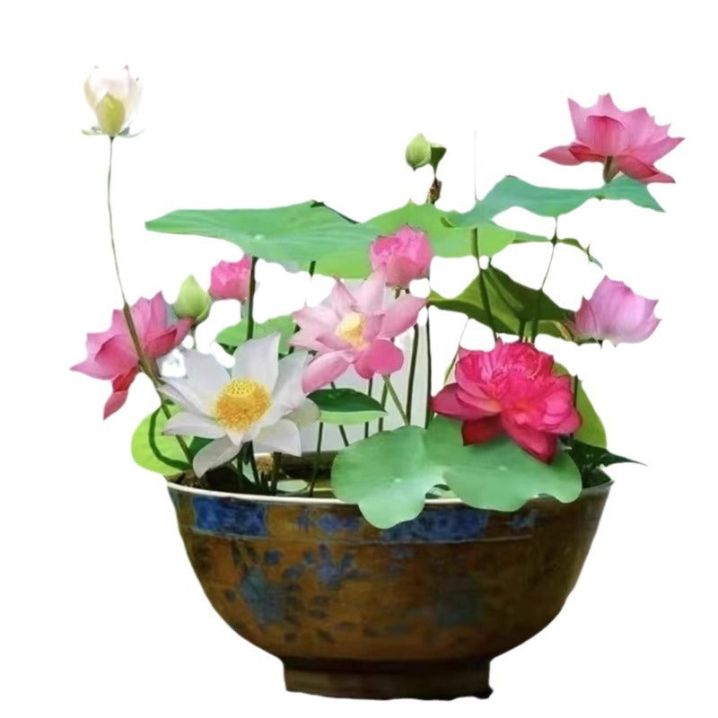 Bowl Lotus Lotus Seed Fish Tank Hydroponic Plant Indoor Hydroponic - 𝓢𝓱𝓸𝓹𝓵𝓮𝓬𝔂
