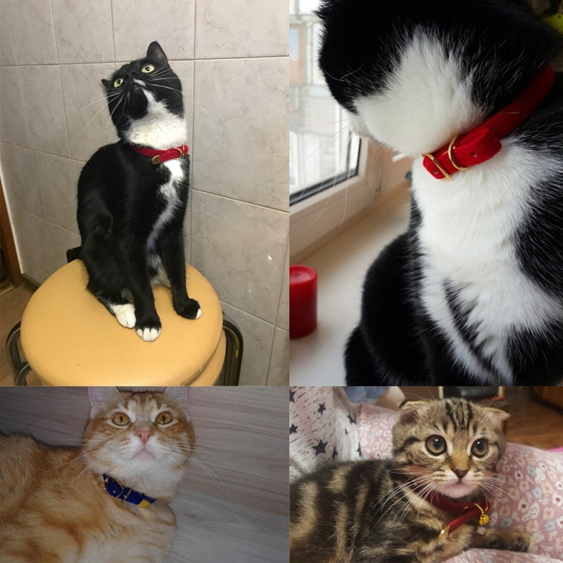 Pet supplies cat collar - 𝓢𝓱𝓸𝓹𝓵𝓮𝓬𝔂