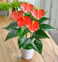 Artificial Green Plant 18 Head Anthurium Andraeanum Lind Flower Plastic Fake Flower Decorative Basin - 𝓢𝓱𝓸𝓹𝓵𝓮𝓬𝔂