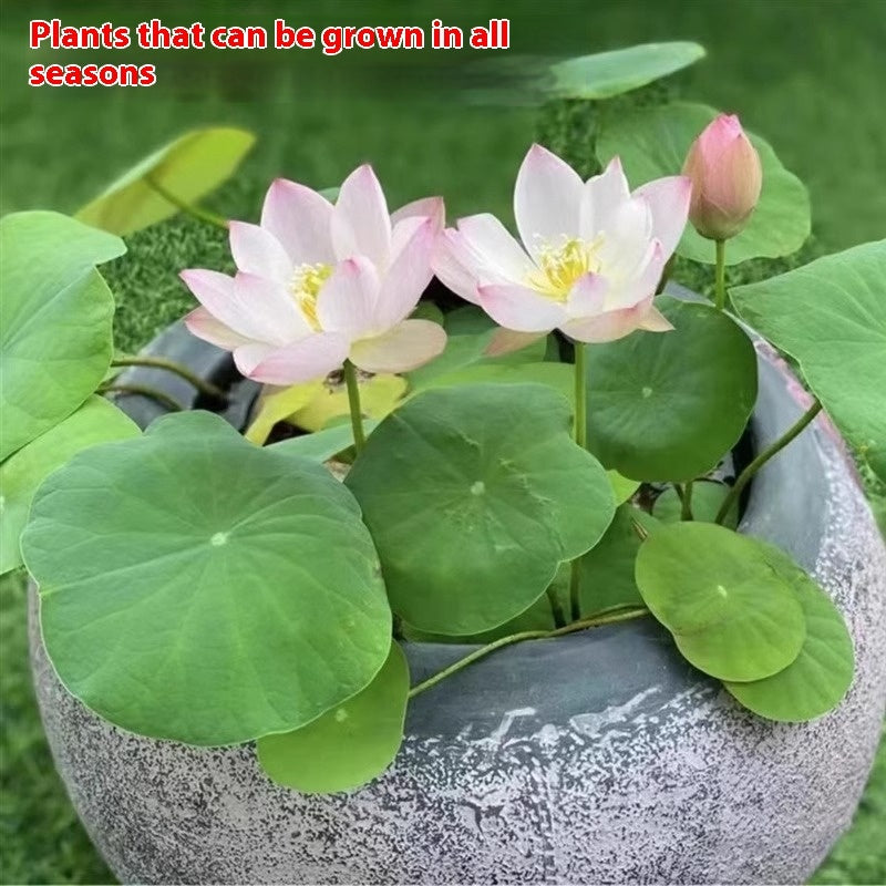 Bowl Lotus Lotus Seed Fish Tank Hydroponic Plant Indoor Hydroponic - 𝓢𝓱𝓸𝓹𝓵𝓮𝓬𝔂