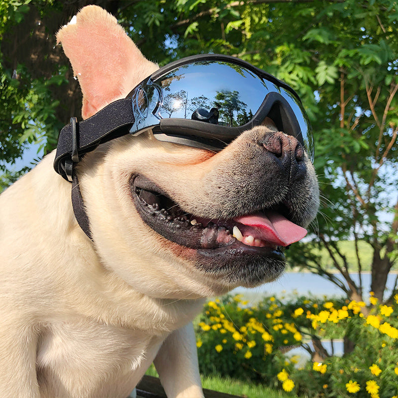 Pet Sunglasses Dog Windproof Glasses Accessories Goggles - 𝓢𝓱𝓸𝓹𝓵𝓮𝓬𝔂