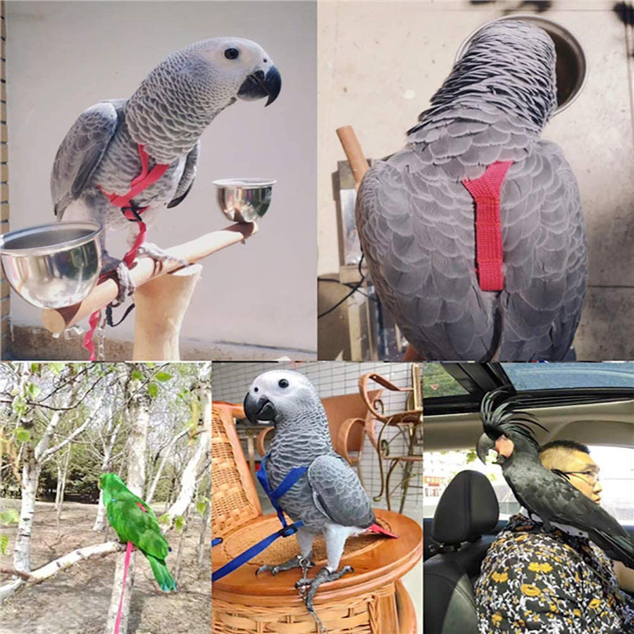 Parrot Flying With Flying Rope And Bird Harness - 𝓢𝓱𝓸𝓹𝓵𝓮𝓬𝔂