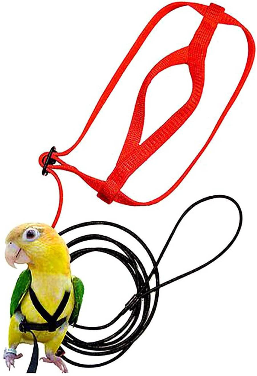 Parrot Flying With Flying Rope And Bird Harness - 𝓢𝓱𝓸𝓹𝓵𝓮𝓬𝔂