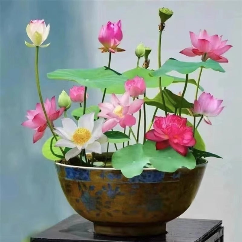 Bowl Lotus Lotus Seed Fish Tank Hydroponic Plant Indoor Hydroponic - 𝓢𝓱𝓸𝓹𝓵𝓮𝓬𝔂