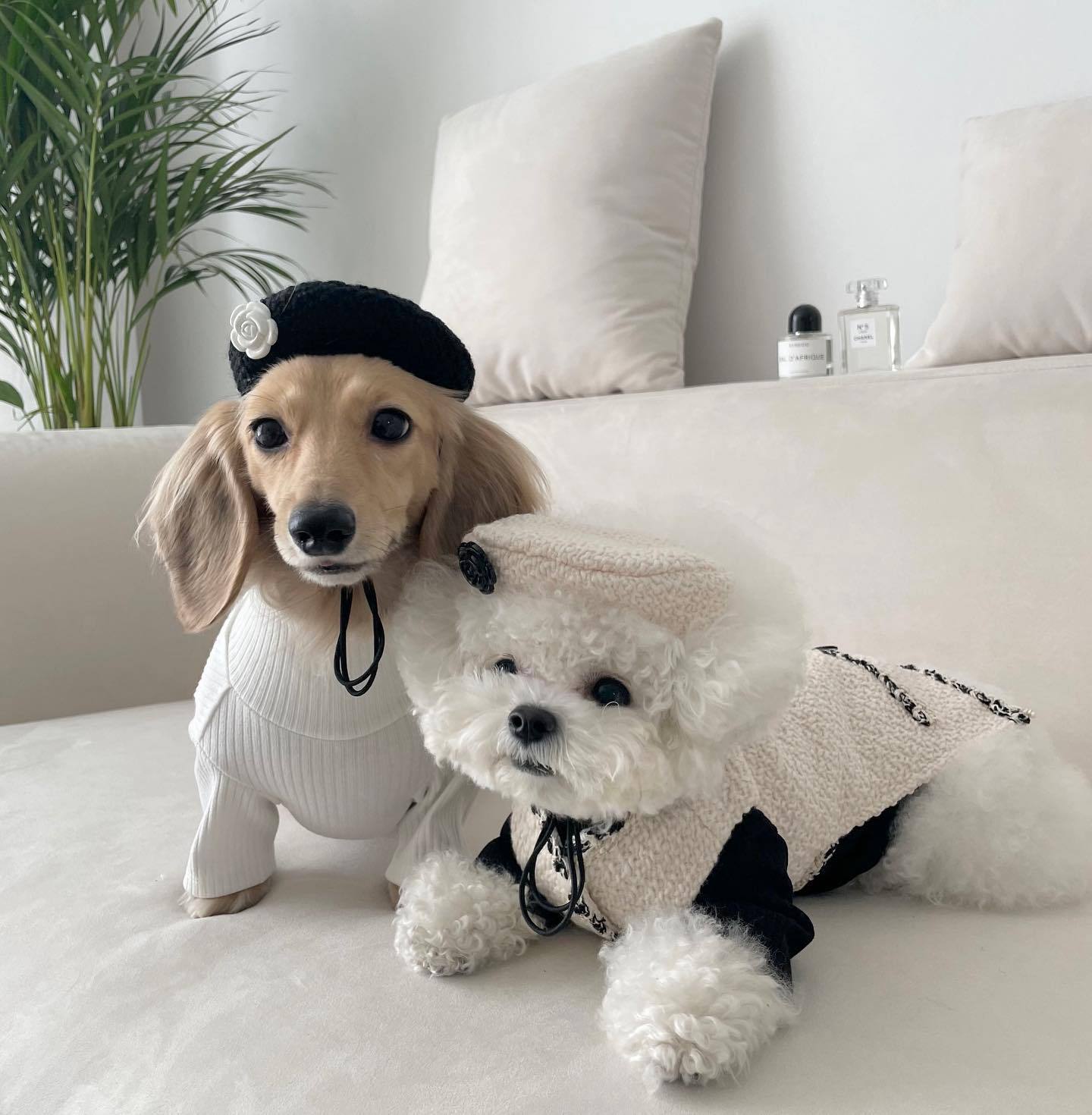 Pet Dog Cat Accessories Knitted Hat - 𝓢𝓱𝓸𝓹𝓵𝓮𝓬𝔂